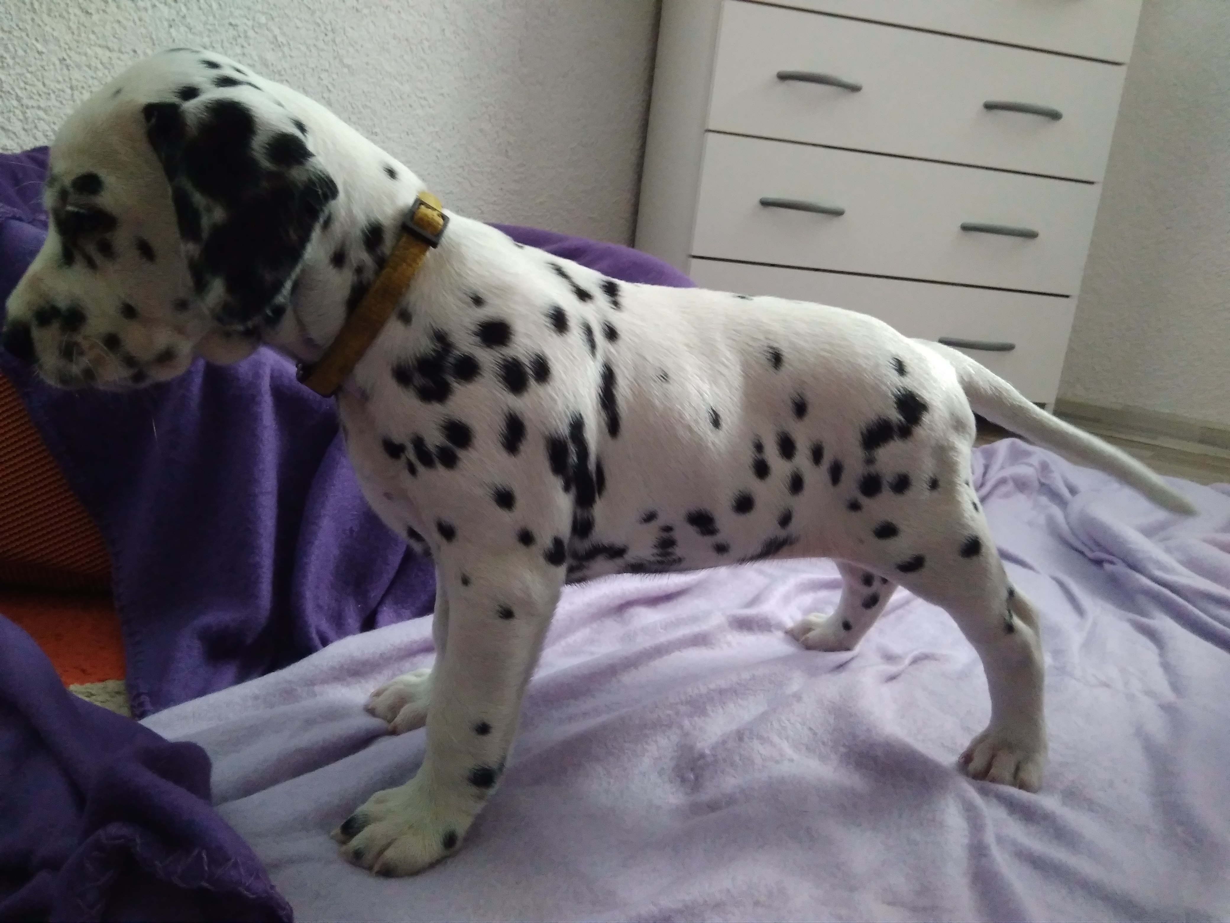 Yoshi (7)